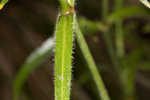 Louisiana catchfly 